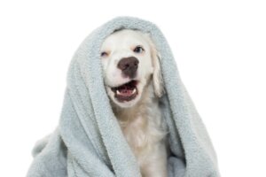 Comment laver son chien sans lui donner un bain ?