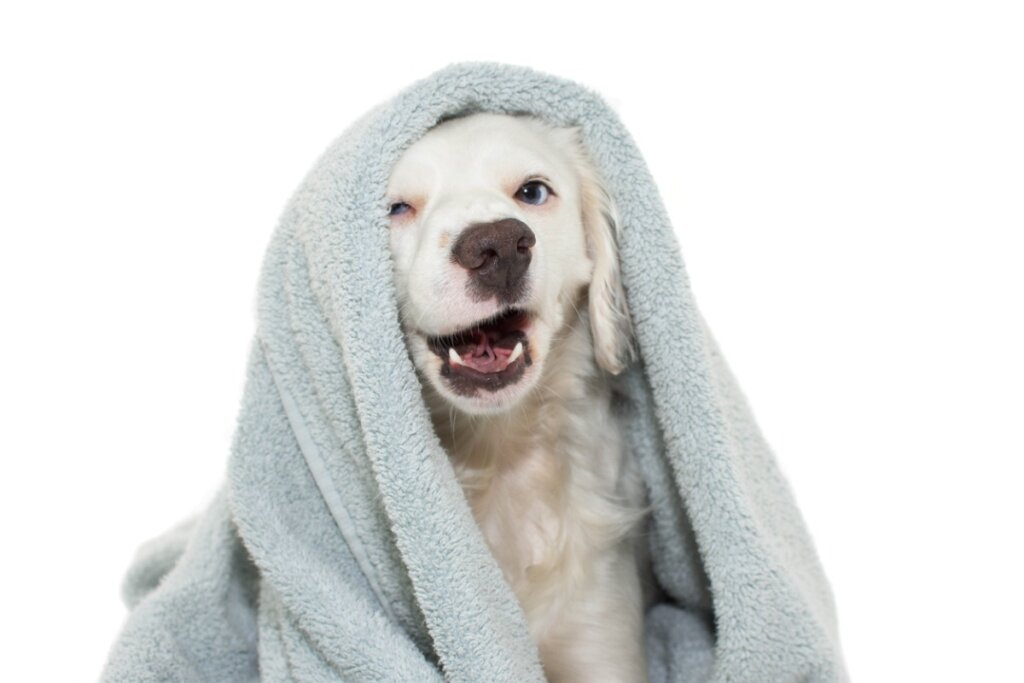 Comment laver son chien sans lui donner un bain ?