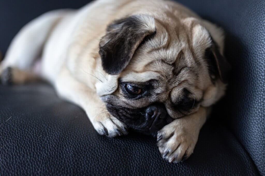 Que faire si ma chienne en chaleur n'arrête pas de pleurer ?