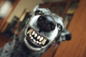 Pourquoi ma chienne mord-elle ses chiots ?