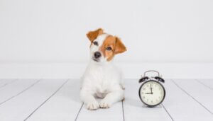 8 choses qu'un chiot devrait apprendre au cours de sa première année