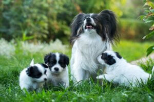 Que faire si les chiots de ma chienne lui manquent ?