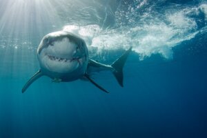 Comment les requins chassent-ils ?