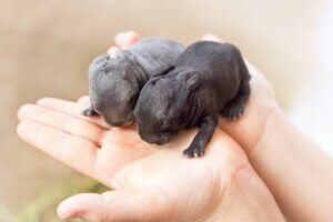 Comment naissent les lapins ?