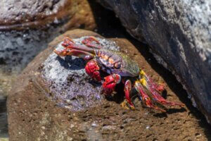 Comment les crabes respirent-ils ?