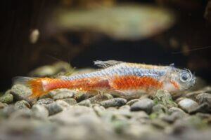 Mon poisson a une couche blanche sur le corps, qu'est-ce que c'est ?