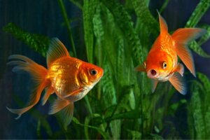 Pourquoi mon poisson rouge est-il agressif ?