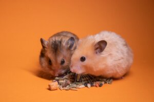 Est-ce une bonne chose d'avoir deux hamsters dans la même cage ?