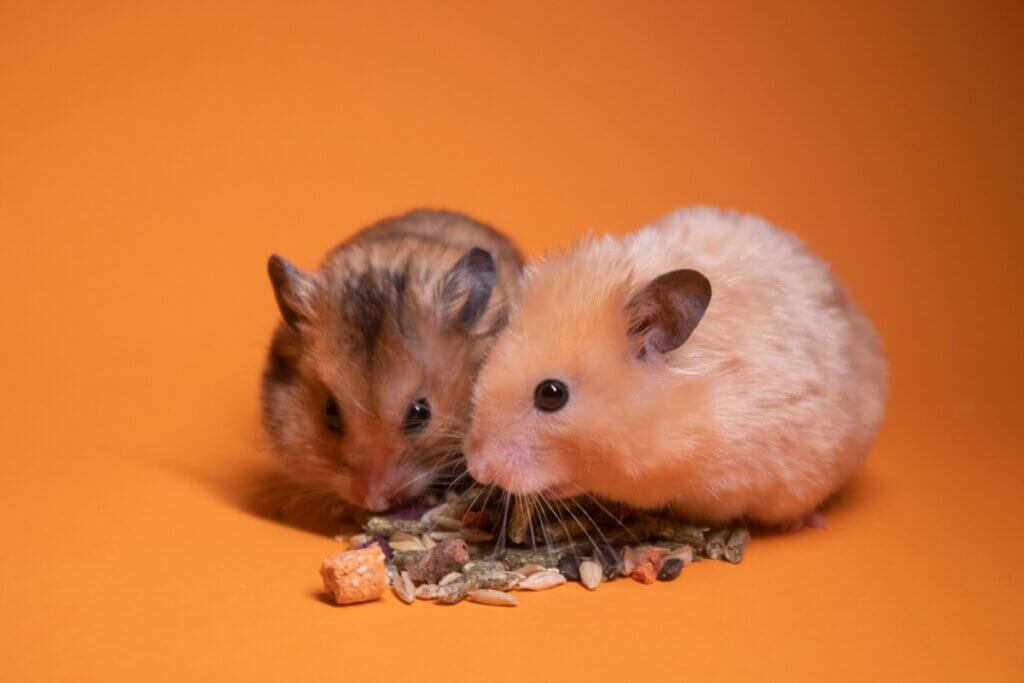 Est-ce une bonne chose d'avoir deux hamsters dans la même cage ?