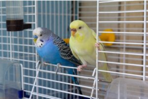 Mon oiseau s'est échappé : que faire ?