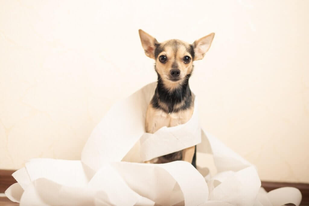 Diarrhée provoquée par Clostridium chez le chien : symptômes et traitement