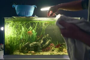 Comment éclairer un aquarium ?