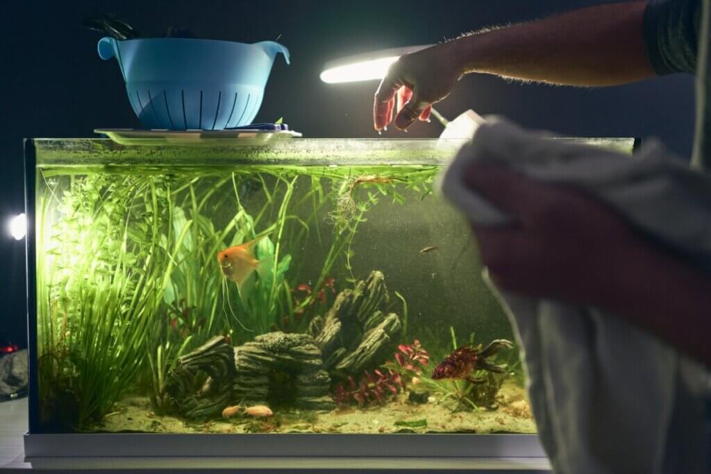 Comment éclairer un aquarium ?