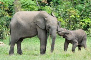 Combien de temps dure la gestation de l'éléphant ?