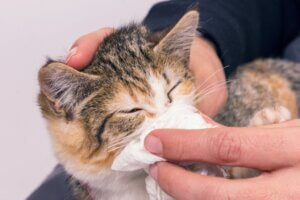 Grippe féline : causes, diagnostic et traitements