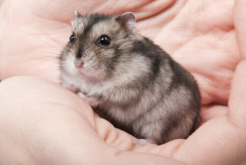 Les soins à prodiguer au hamster russe