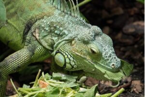 Mon iguane ne mange pas : pourquoi ?