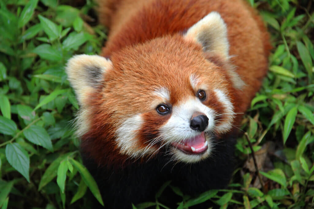Pourquoi le panda roux est-il en danger d'extinction