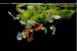 Comment le guppy se reproduit-il ?