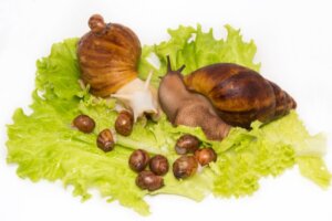 Comment naissent les escargots ?