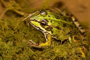 Les grenouilles peuvent-elles respirer sous l'eau ?