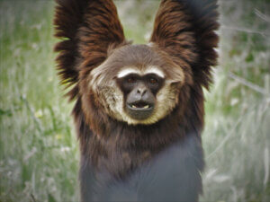 10 curiosités sur les primates