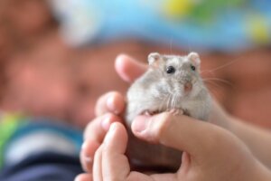 Pourquoi mon hamster perd-il ses poils ?
