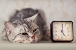Pourquoi mon chat ne joue-t-il pas ?