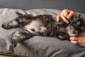 Les chiens ont-ils un nombril ?