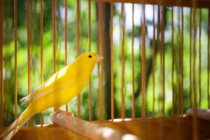 Pourquoi mon oiseau tremble-t-il ?