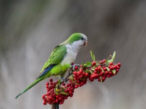 7 oiseaux sauvages qui parlent
