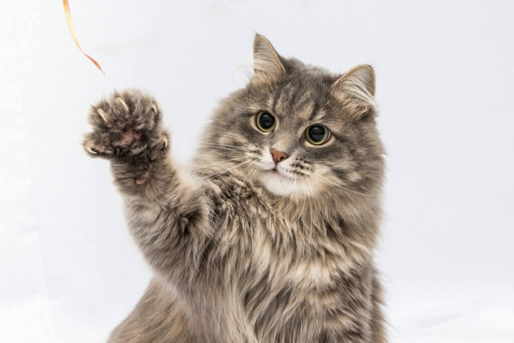 Pododermatite chez le chat : symptômes, causes et traitement