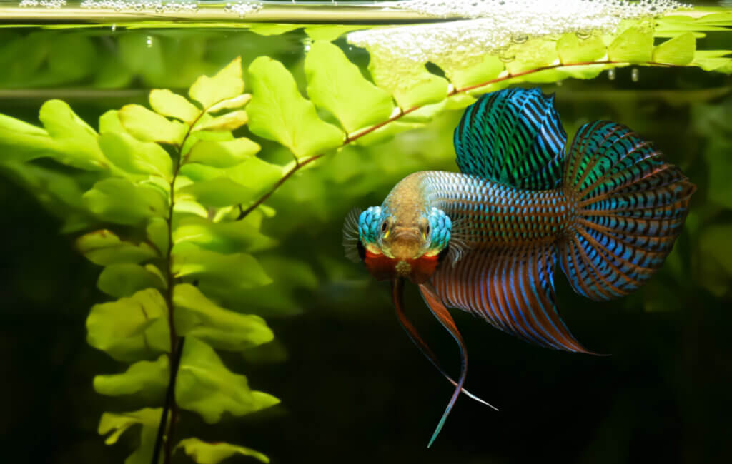 Pourquoi le poisson combattant est-il agressif ?