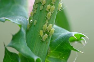 Comment éliminer les pucerons des plantes ?
