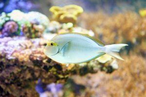 Que mangent les poissons ?