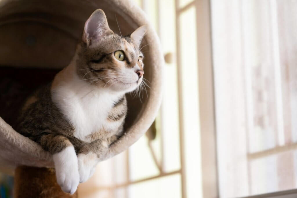 Comment faire une salle de gym à domicile pour les chats ?