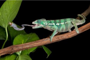 Les secrets de la langue du caméléon