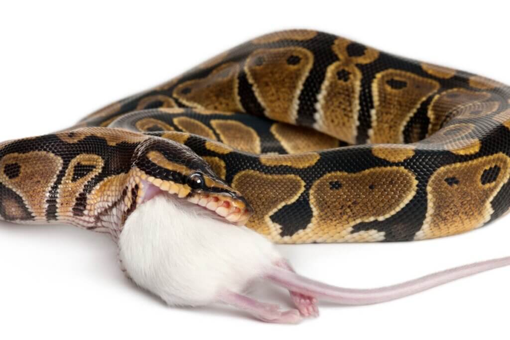 Mon serpent ne mange pas : pourquoi ?