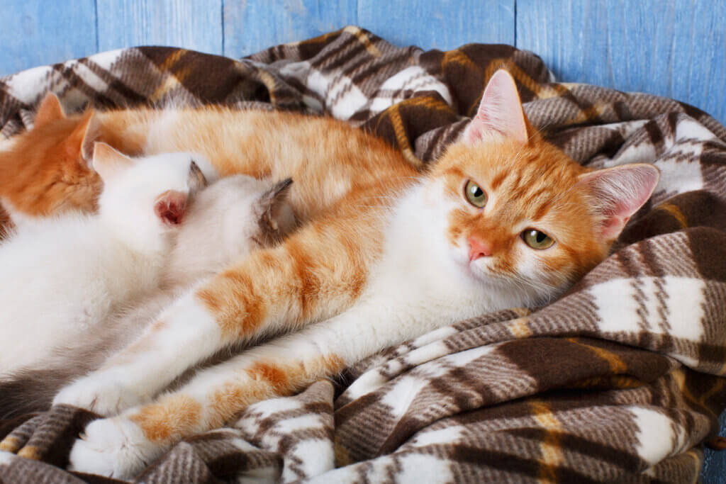 8 signes qui indiquent qu'une chatte va accoucher