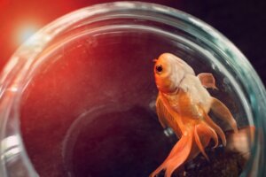 12 signes qui indiquent qu'un poisson est malade