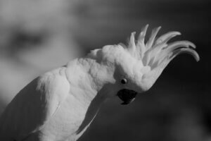 Stress chez les oiseaux domestiques : causes, symptômes et solutions