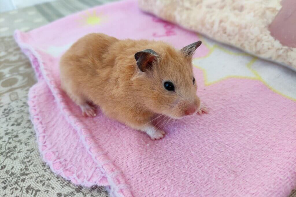 12 symptômes de stress chez le hamster