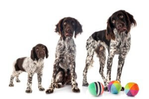 A quel âge les chiens arrêtent-ils de grandir ?