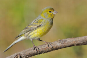 Le comportement des canaris