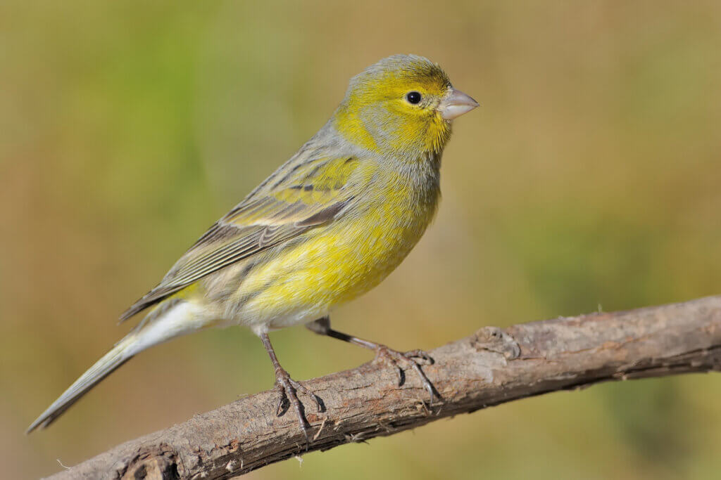 Le comportement des canaris