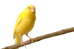 Les bienfaits du brocoli chez les canaris