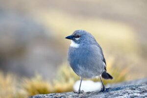 Le diuca, un petit oiseau très commun