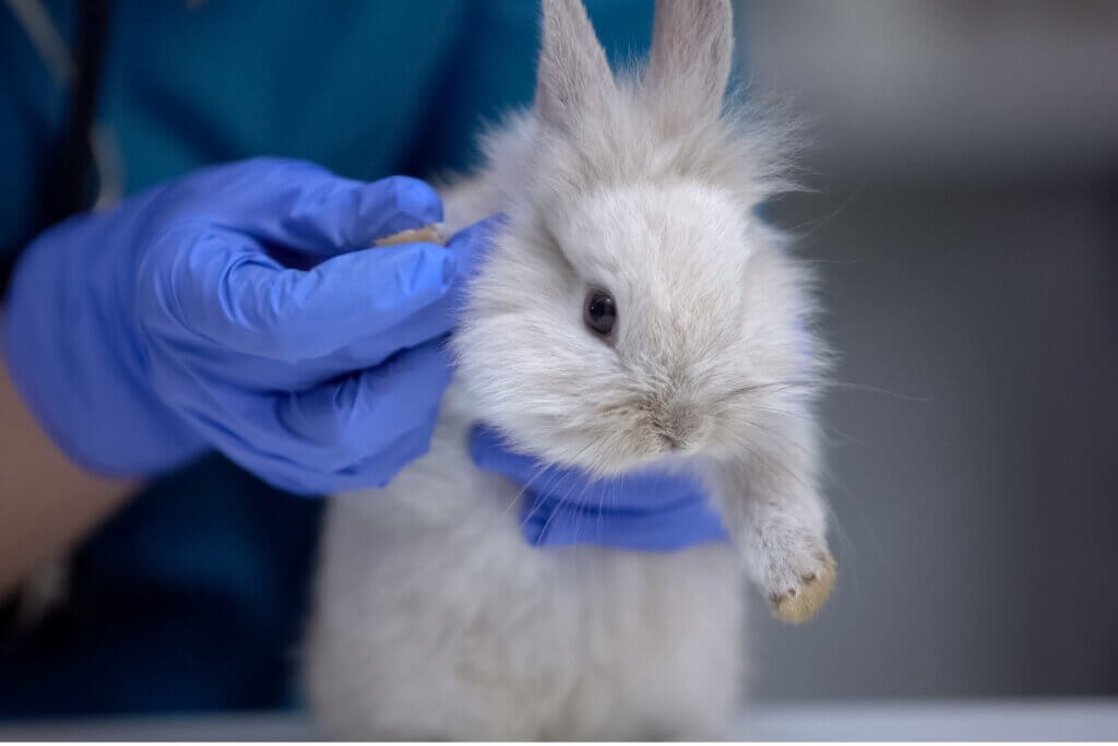 Les pattes arrière de mon lapin sont défaillantes : pourquoi ?