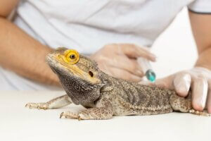 10 symptômes de maladie chez les reptiles