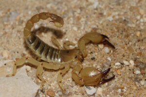 5 conseils pour prendre soin d'un scorpion